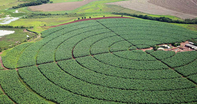 Agricultura Fazenda Plantação