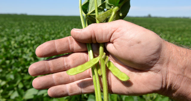 Soja Plantação Agricultura