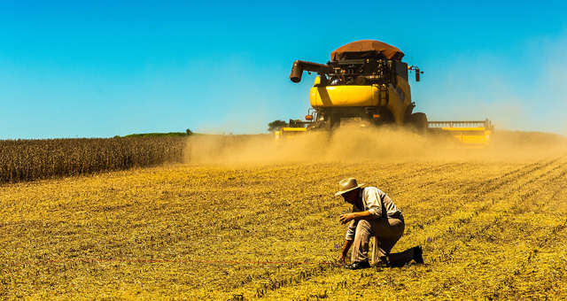 Soja Grãos Agricultura