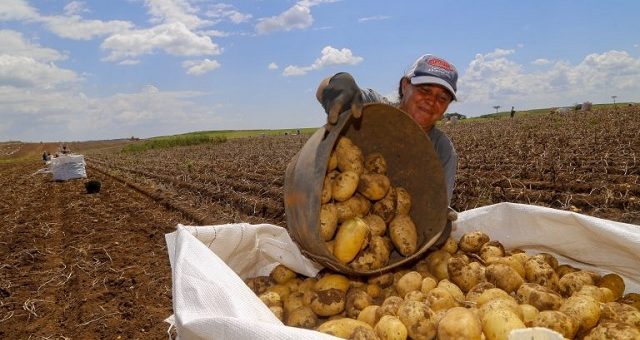 Agricultura