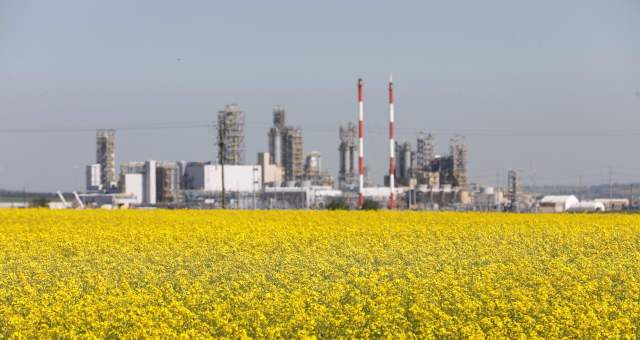 Cultivo de canola