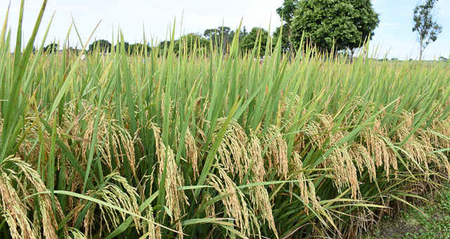 Arroz Grãos Agricultura Lavoura