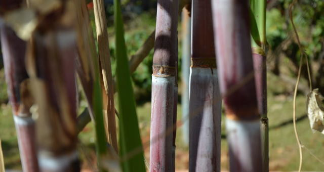 Cana-de-Açúcar