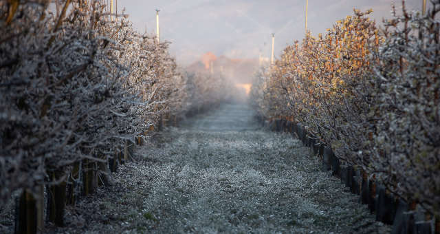 Àrvores frutíferas na Áustria