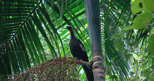 Palmeira Juçara