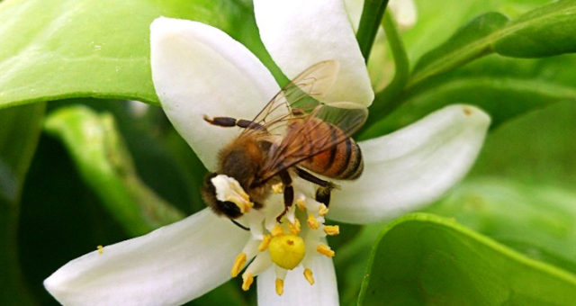 Sustentabilidade Abelha Meio Ambiente