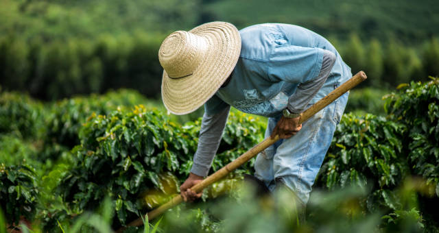 Plano Safra Cafeicultura Café Safras Agronegócio Agricultura