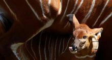 Bebê bongo no zoo de Varsóvia