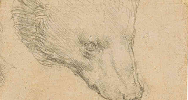 Cabeça de urso, desenho de Leonardo Da Vinci