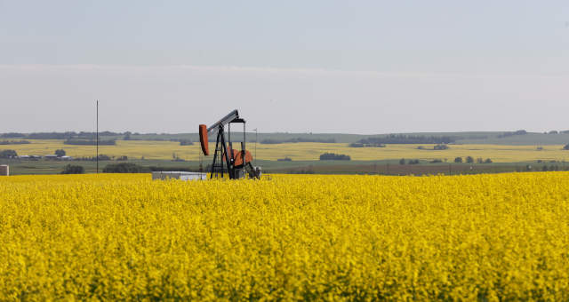 Campo de canola