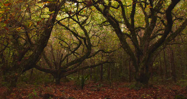 Floresta Nacional de Canela