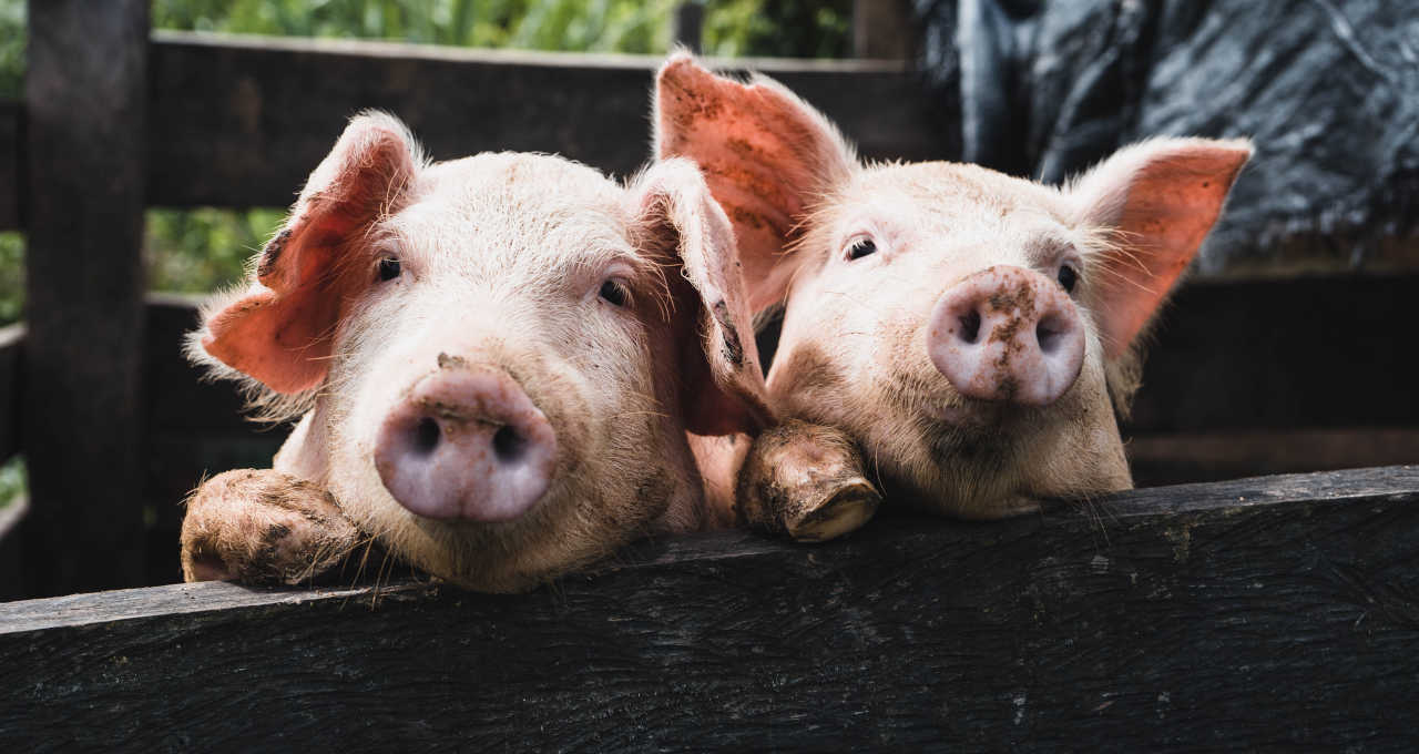 Suínos Porcos Carnes Commodities Agronegócio