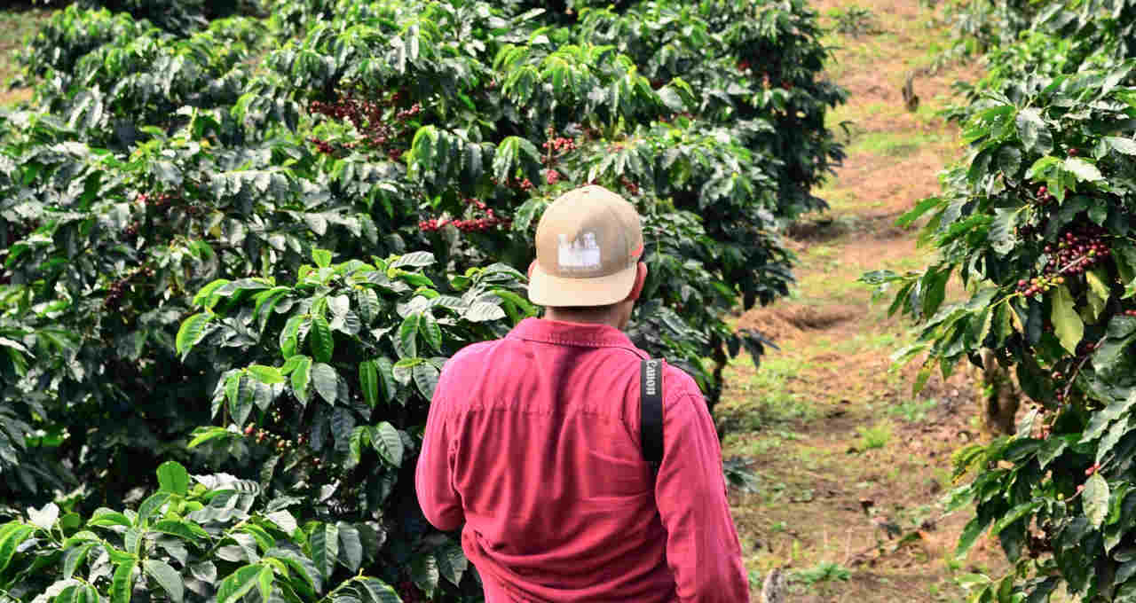 Café Grãos Agricultura Agronegócio agro banco do brasil