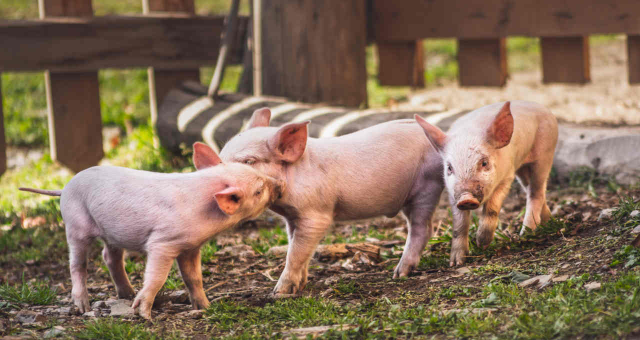 Suínos Porcos Carnes Commodities Agronegócio