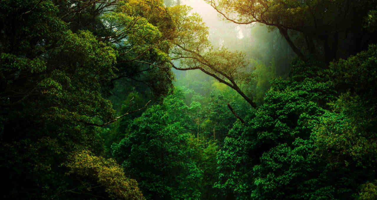 Amazônia Floresta Meio Ambiente ESG