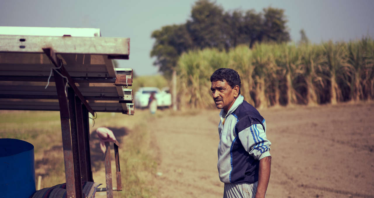 Cana-de-açúcar Agricultura Commodities Agronegócio plano safra