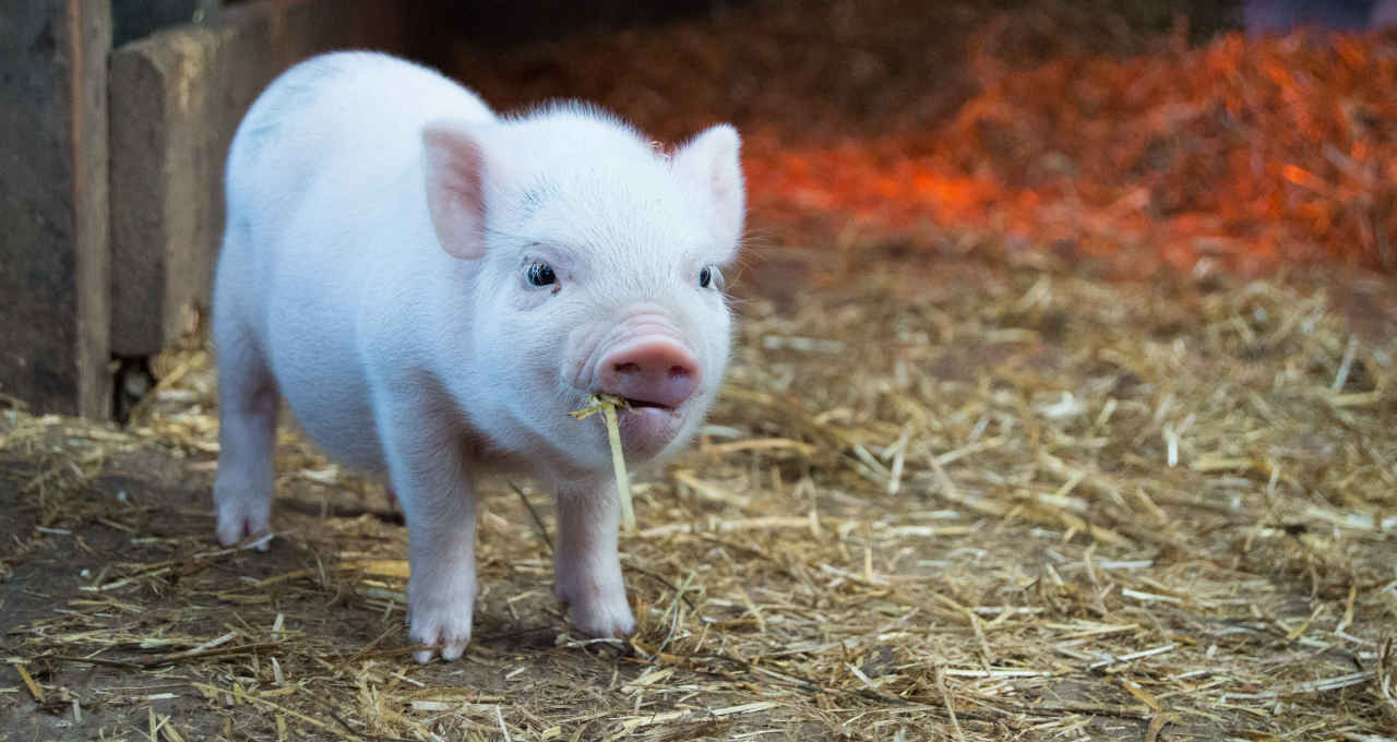 Suínos Porcos Agropecuária Agronegócio Carnes