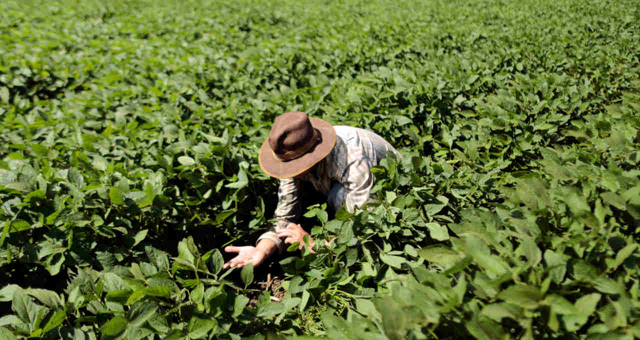 Agronegócio Agricultura