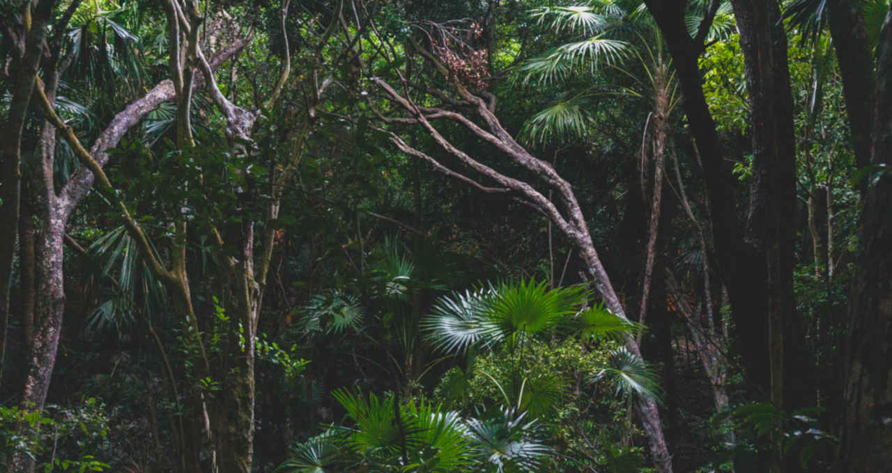 Amazônia Floresta