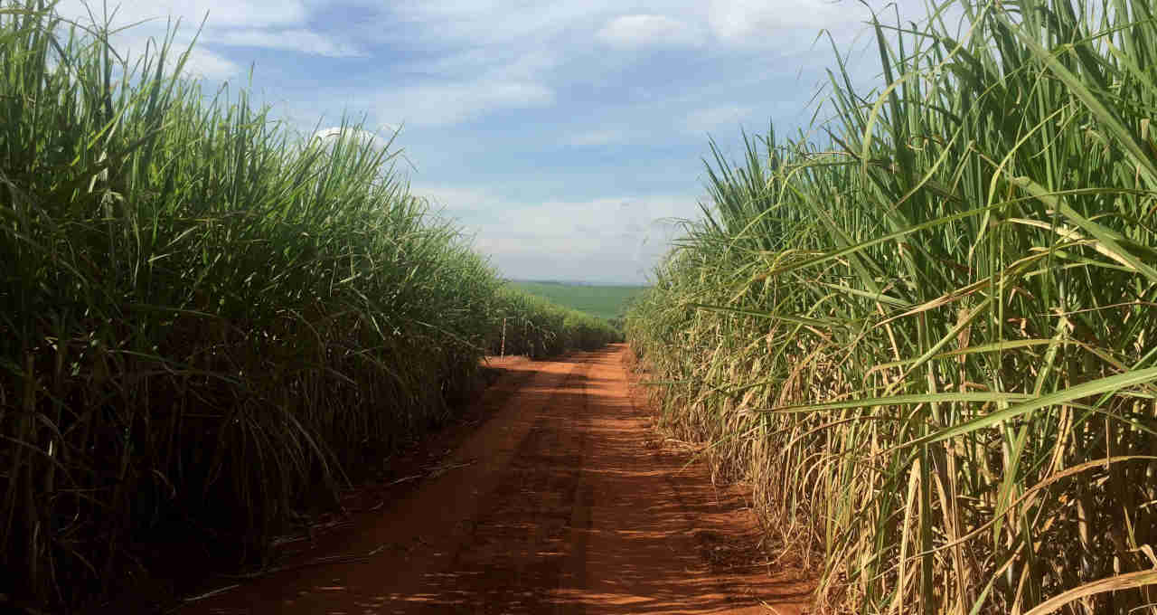 Cana de açúcar