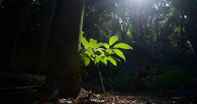 Floresta no Rio de Janeiro