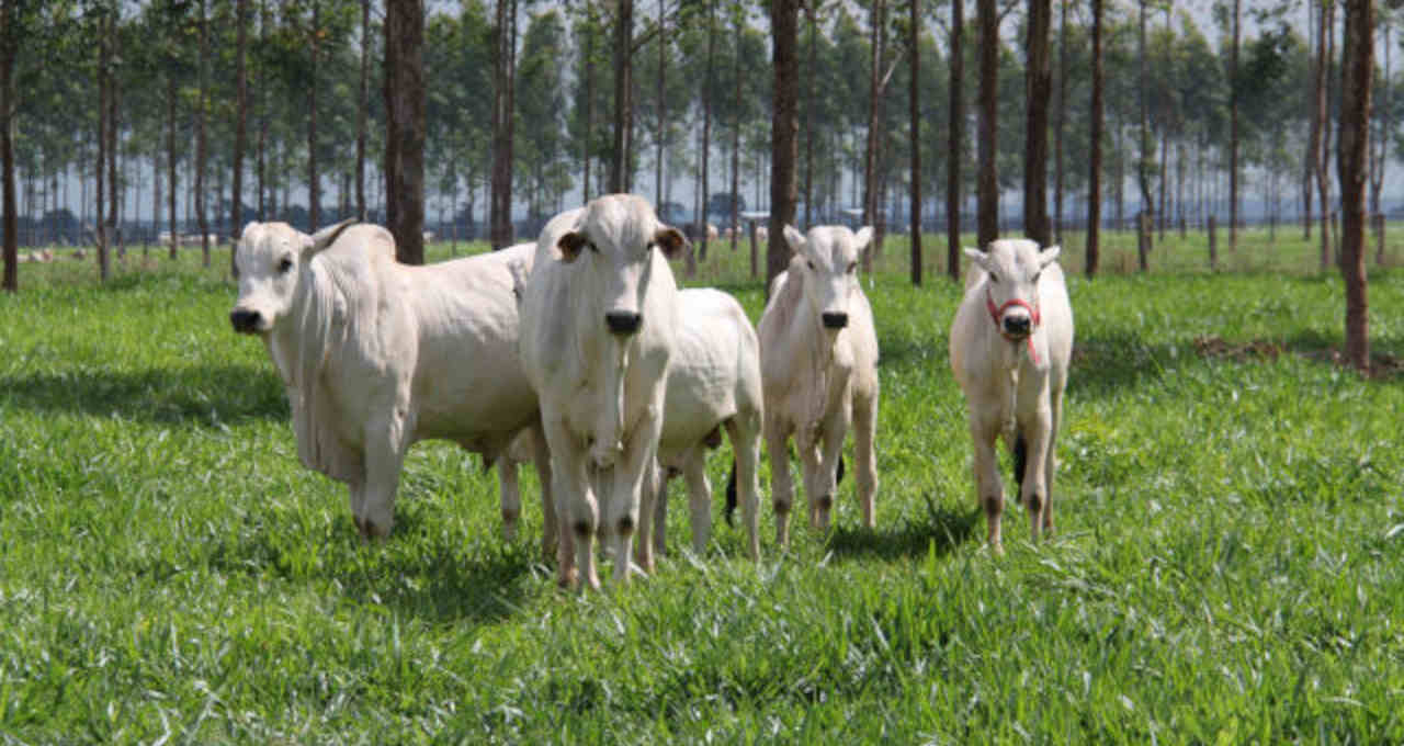 Boi Gado Pecuária de corte Agronegócio