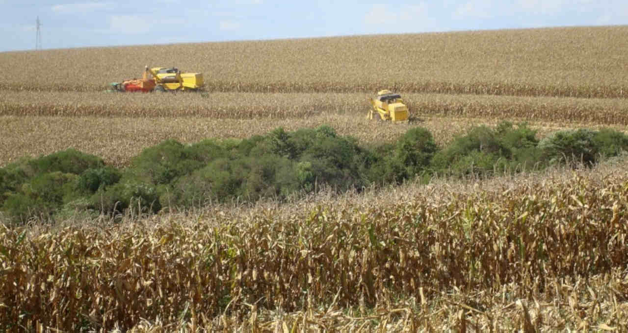 Milho Grãos Agricultura Agronegócio