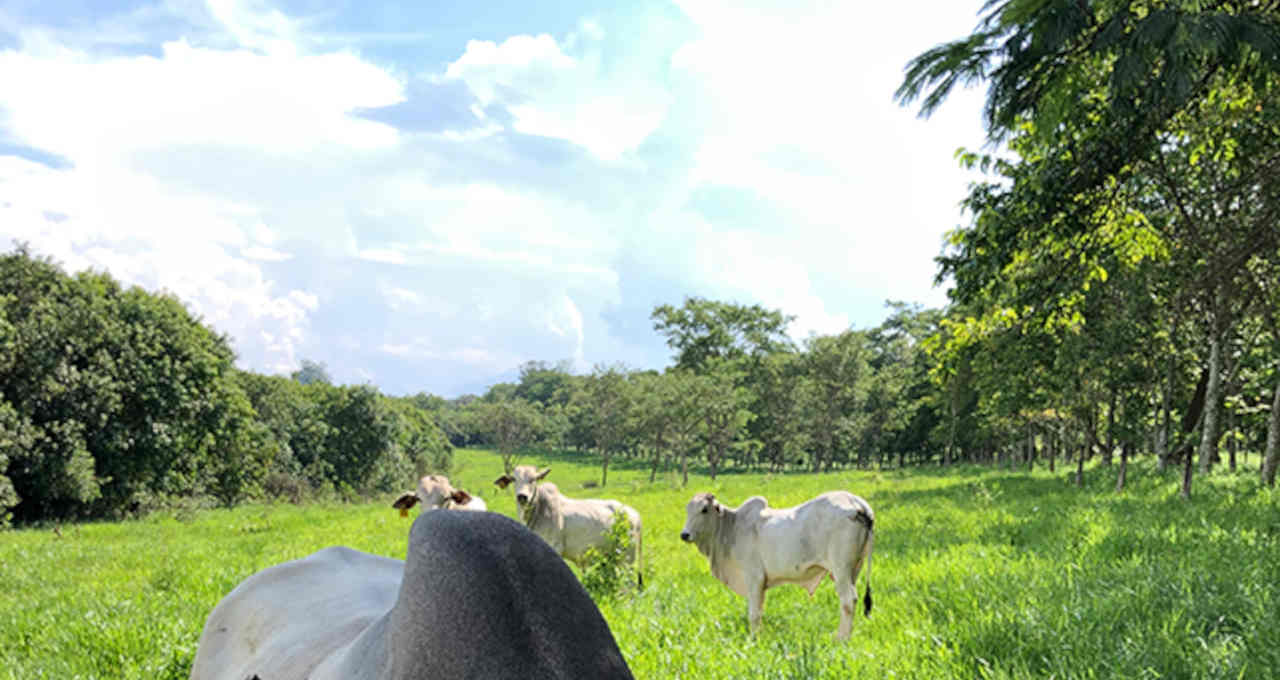 Pecuária de corte Boi Carnes Agronegócio