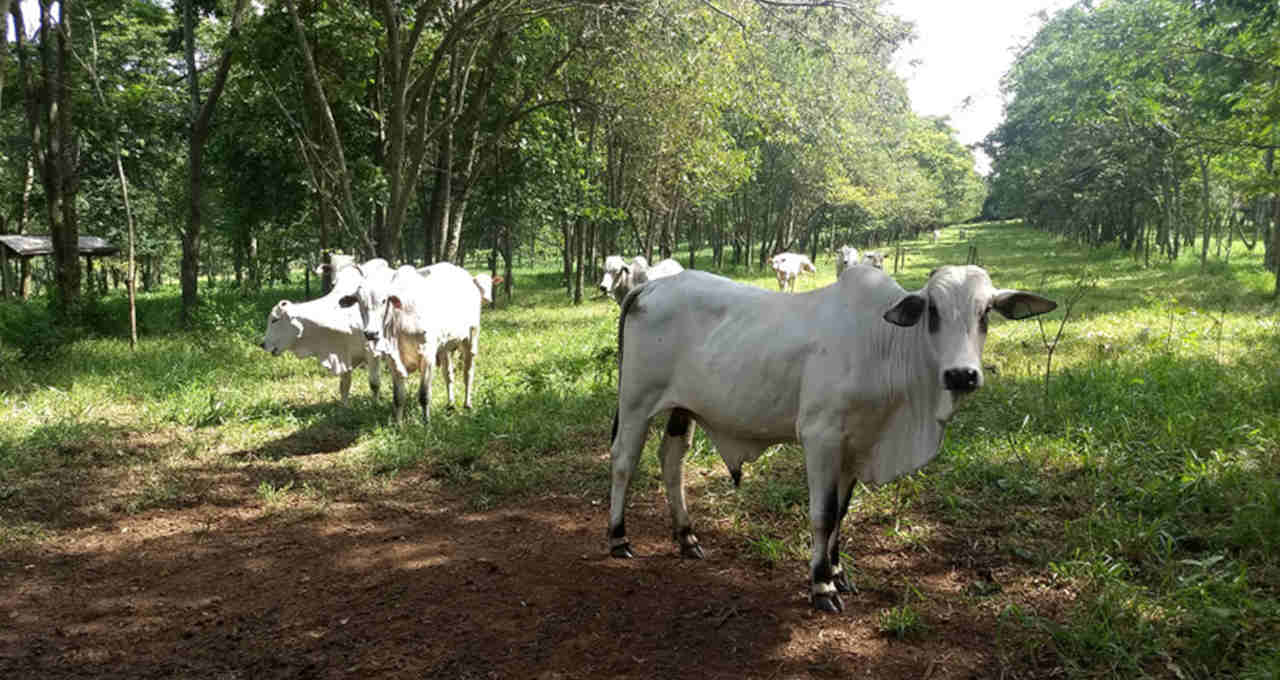 Pecuária de corte Boi Carnes Agronegócio