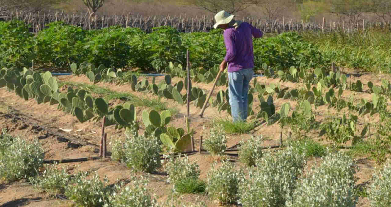 Agricultura Nordeste valor bruto de produção VBP fiagros inadimplência 