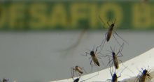 Dengue Aedes Aegypti