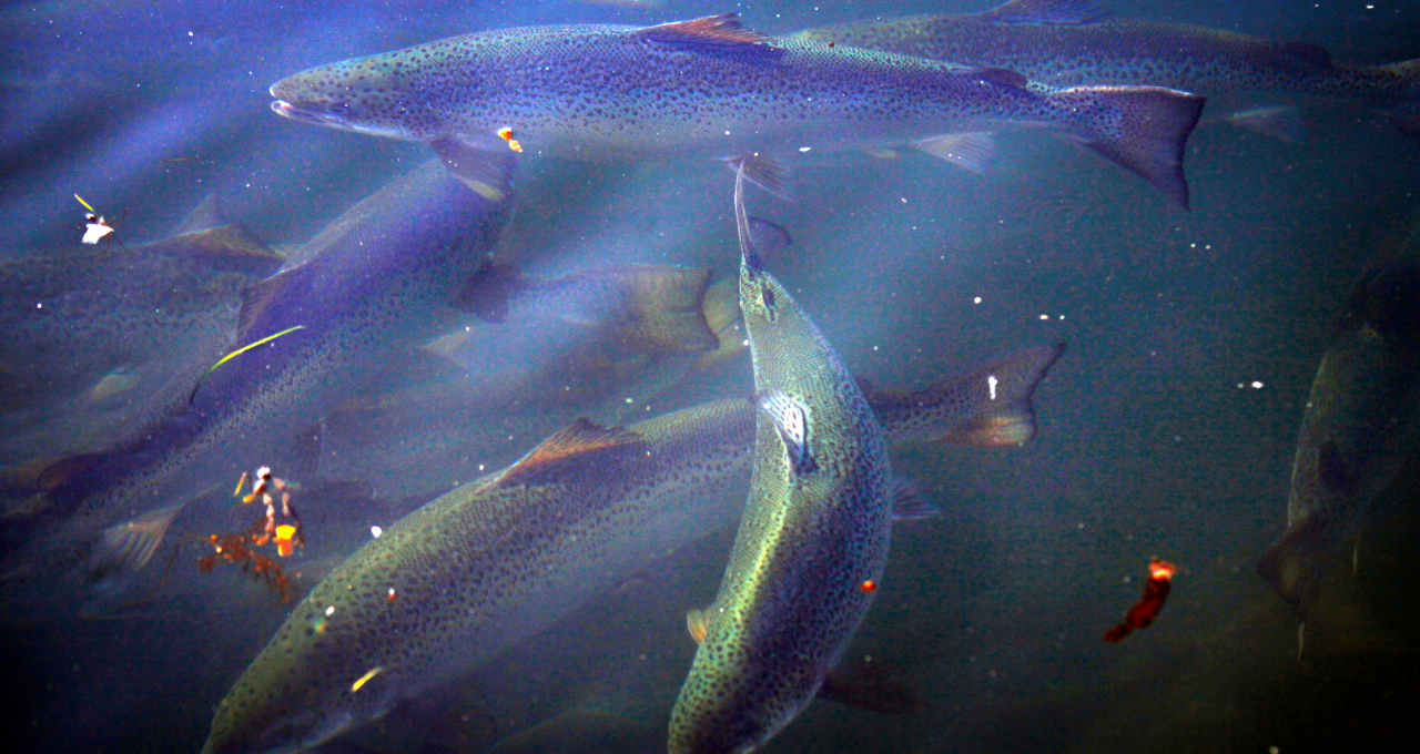 Aquicultura Peixes