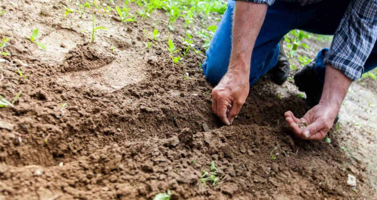 Agricultura Agronegócio