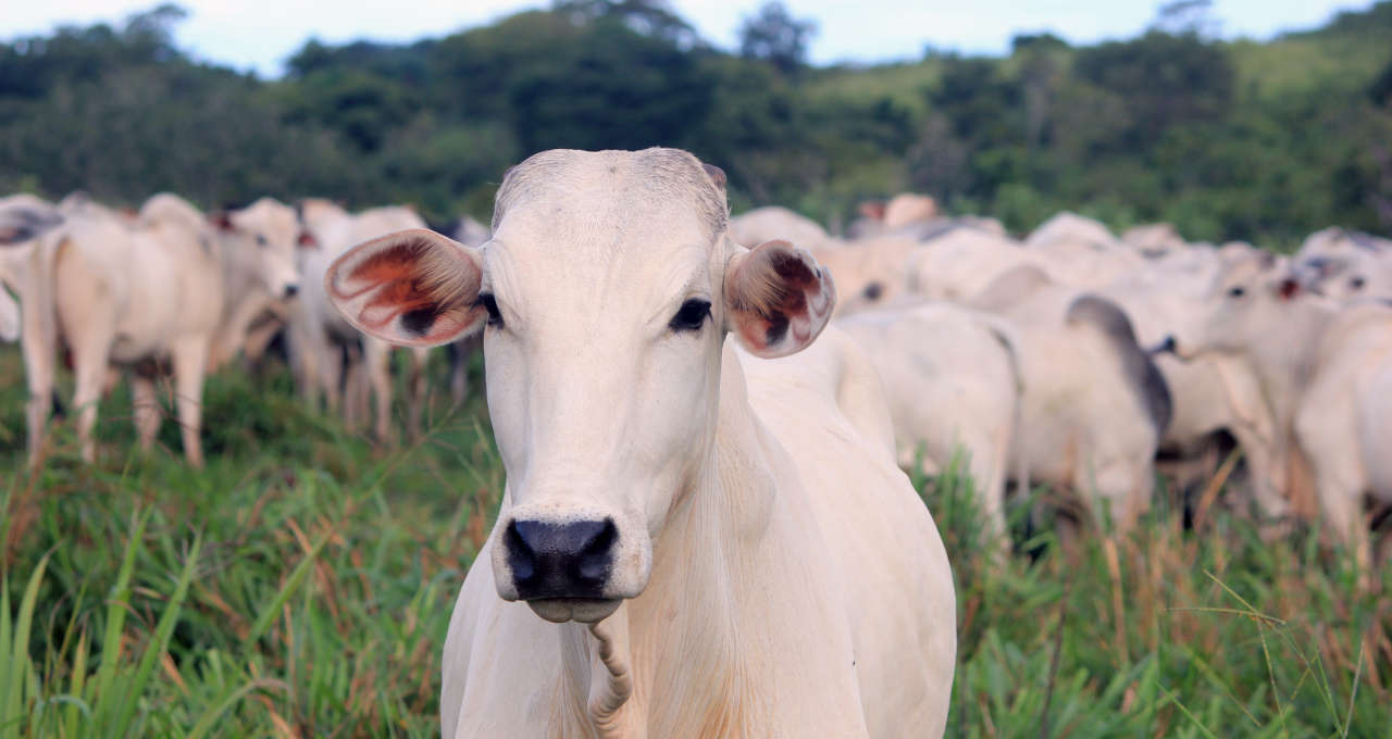 Boi Gordo Nelore Agropecuária Agronegócio