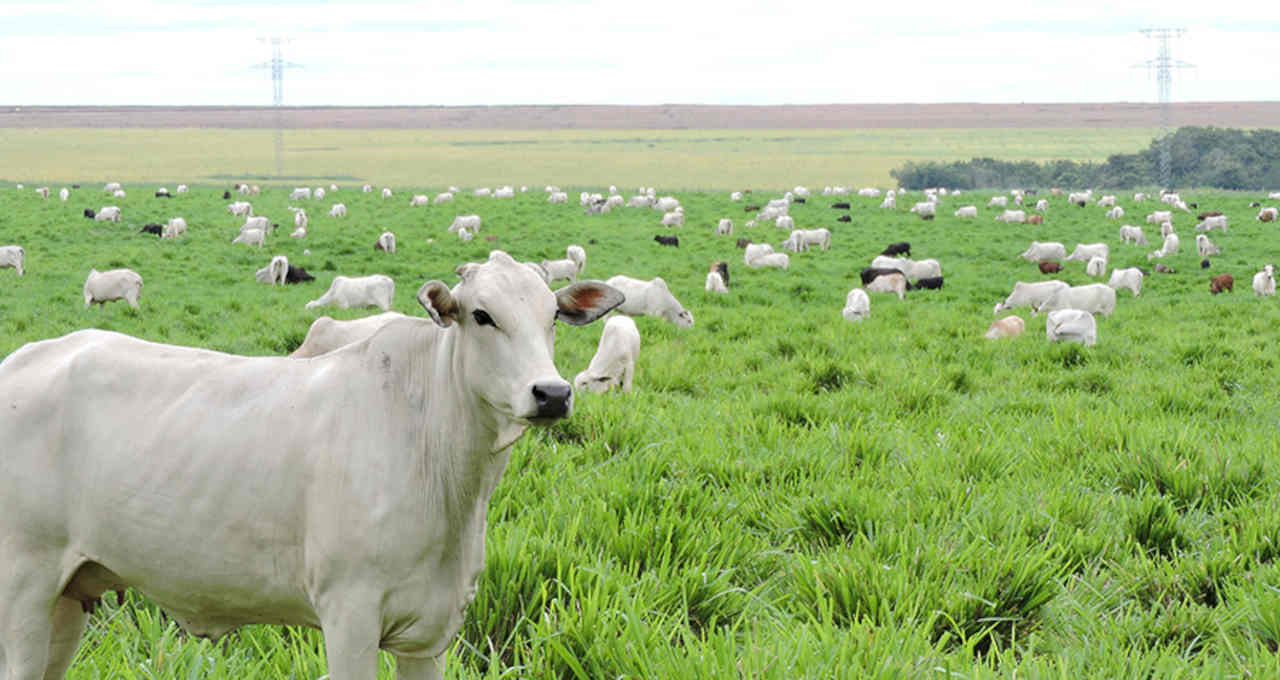 Boi Gado Agropecuária Agronegócio