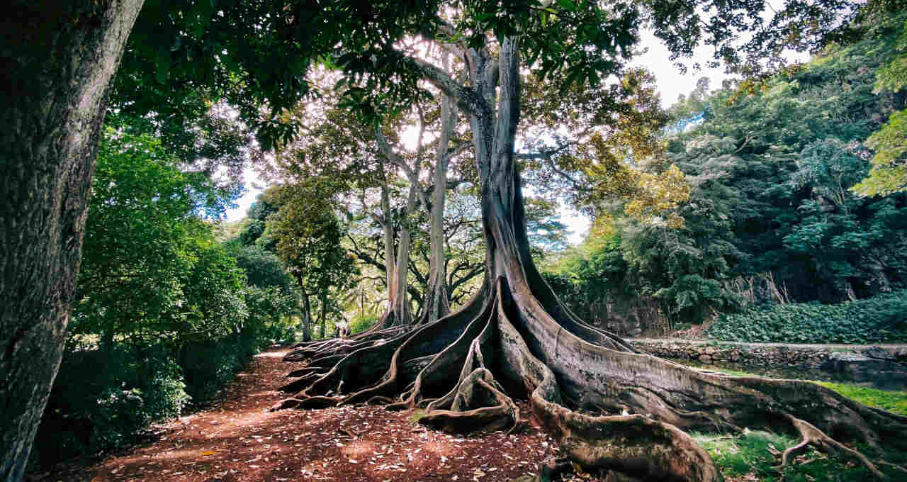 raiz árvore Taproot