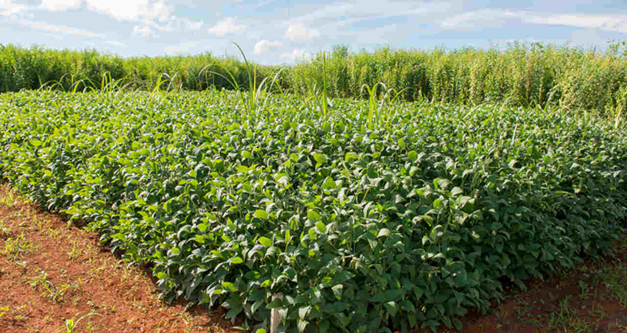 Agricultura biológicos