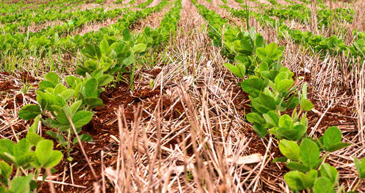 Soja Agricultura