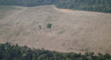 Desmatamento, Amazonas