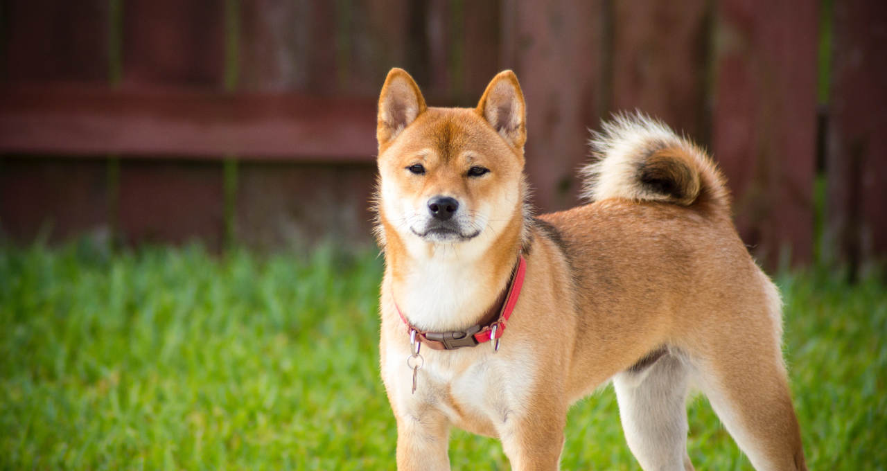 Shiba Inu Coin