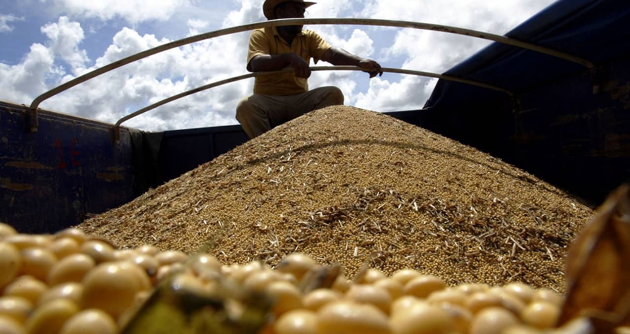 Soja, Alimentos, Agricultura