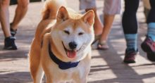 Shiba Inu