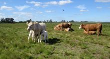 Vacas, Argentina