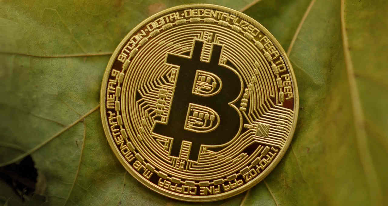 Bitcoin Folha Natureza Meio Ambiente