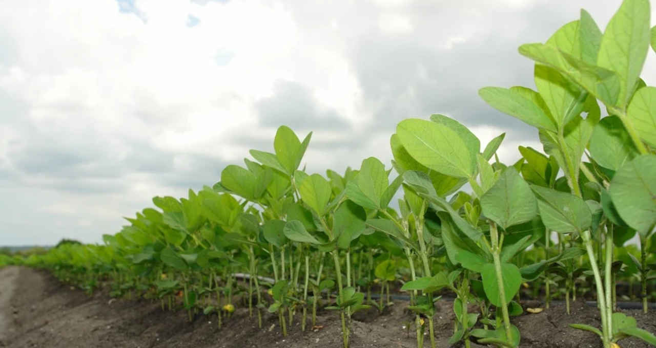 Plantação de Soja