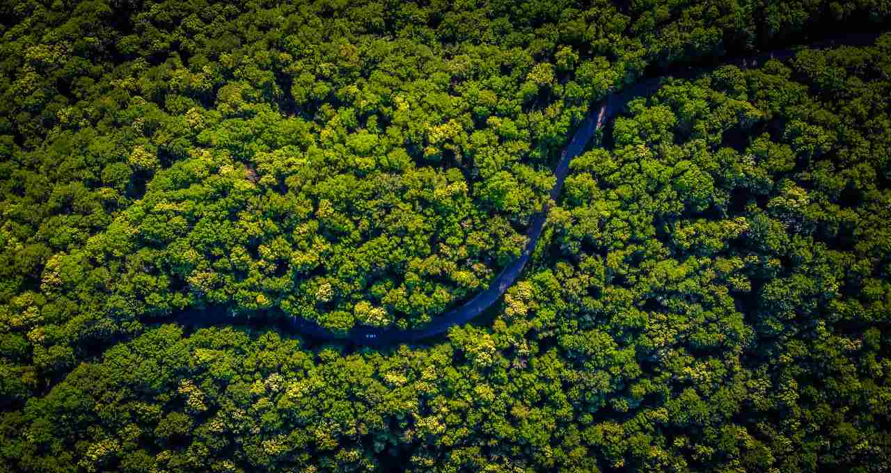 Floresta amazônica