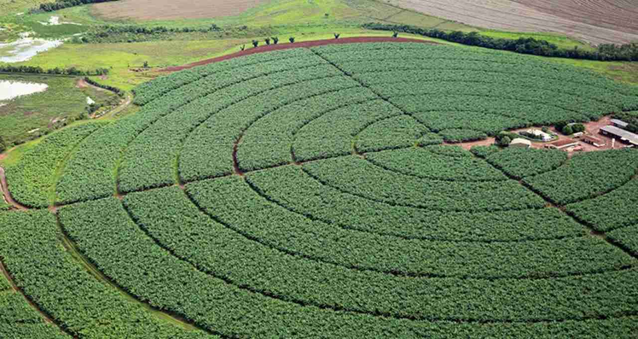 plantação agronegócio