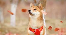 Shiba Inu