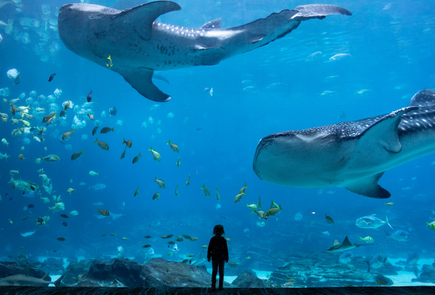 Menino observa tubarões em aquário