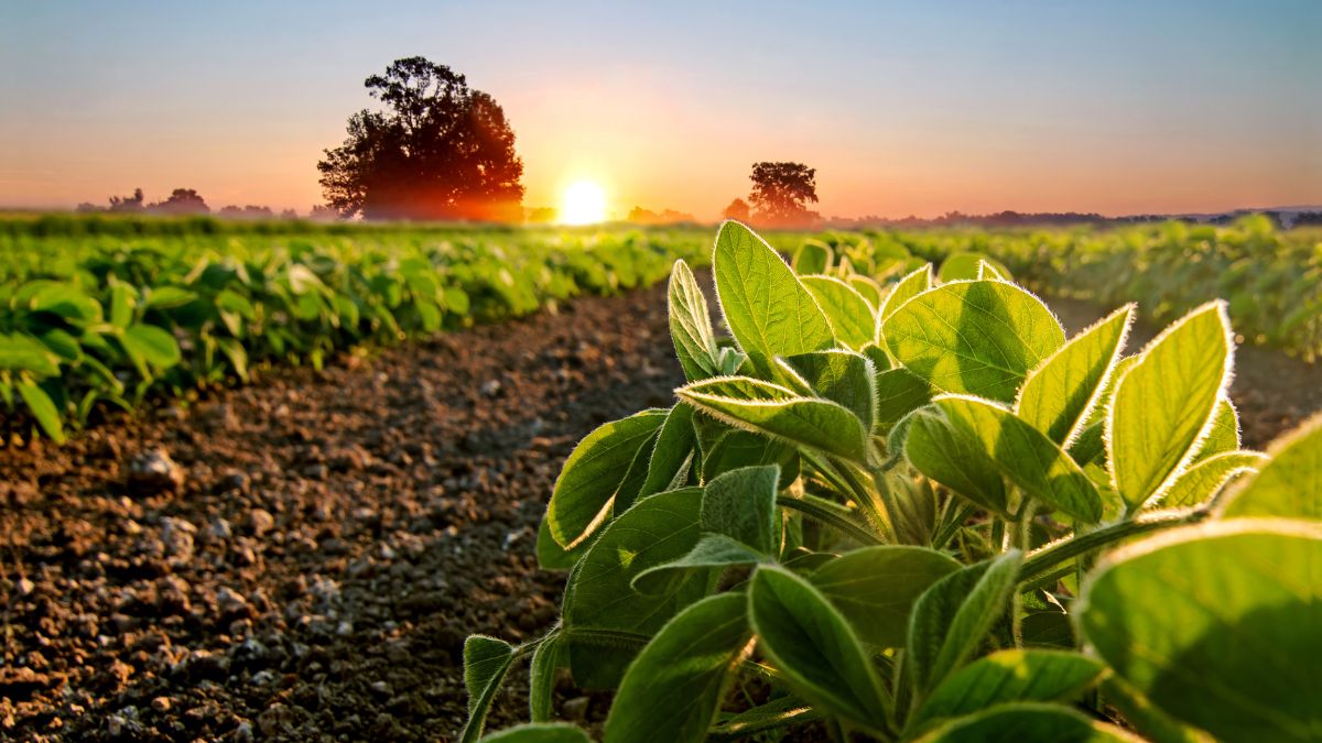 FII-fazenda-agro-soja